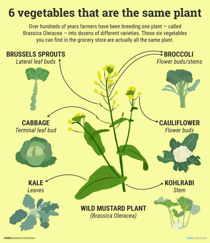 Six Vegetables That All Came From The Same Plant