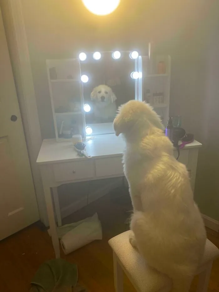 I Turned On The Lights To My Vanity, Then Went To The Bathroom Quickty To Brush My Teeth. This Is The Situation I Returned To….