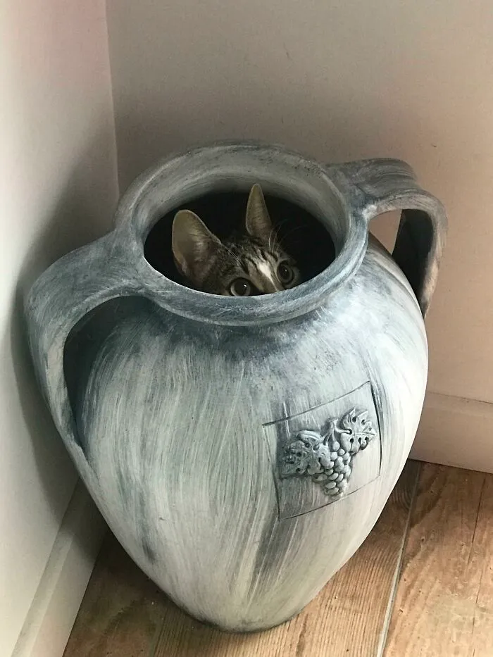 Spend 20 Minutes Looking For My Cat. Found Her Here