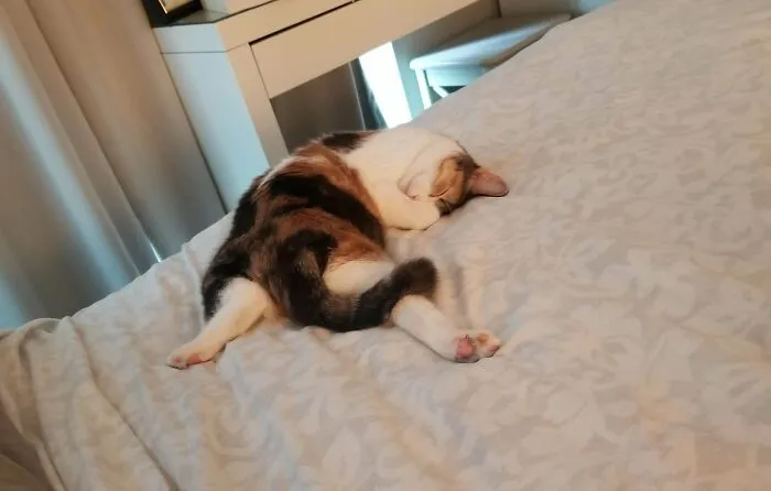 Frejya Only Sleeps In Derpy Positions