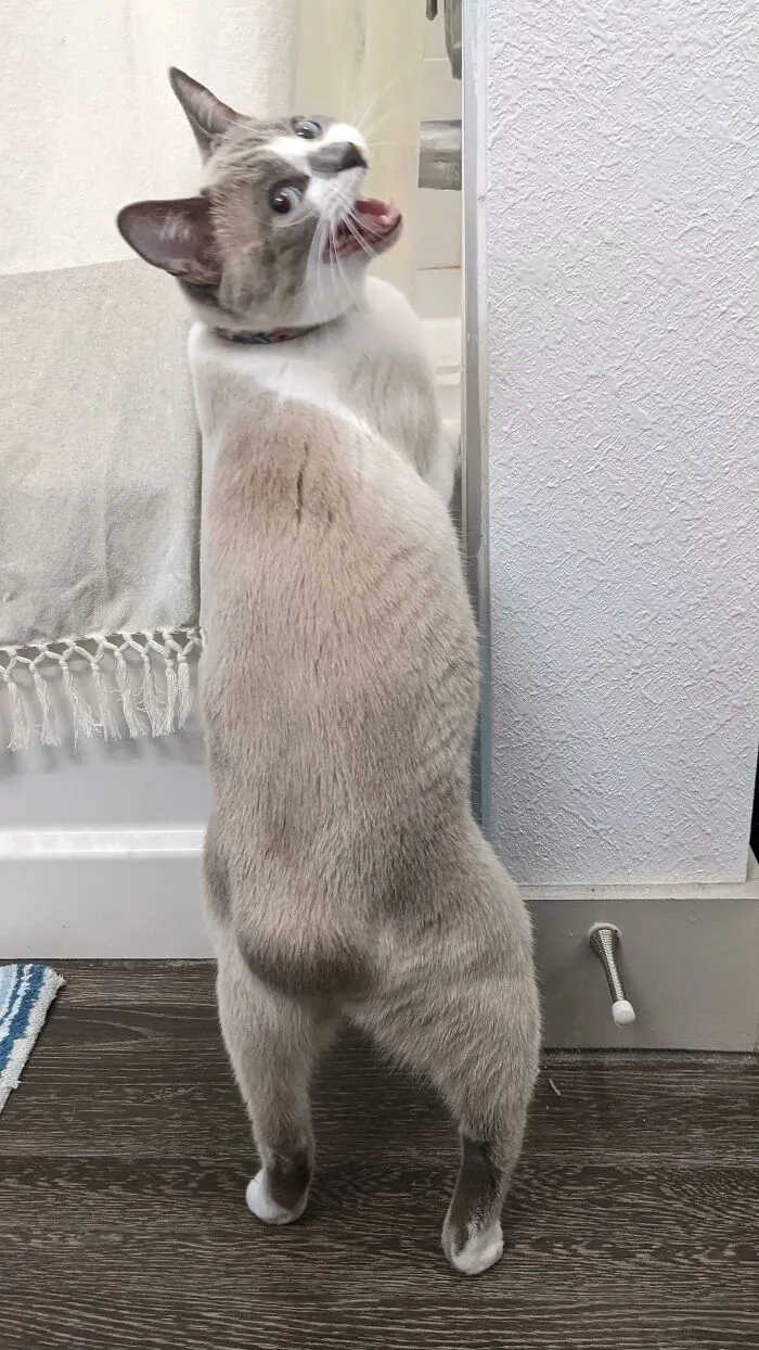 Lily Doesn't Like Me Taking Pictures Of Her Bunny Butt, But It's Too Cute!