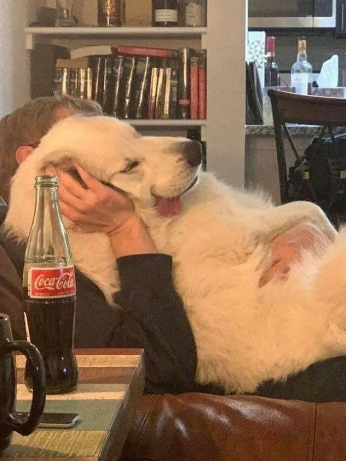 The Tongue Hanging Out Is What Gets Me