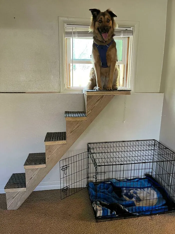 House Didn’t Have An Internal Door To Our Side Yard, So Landlord Built Our Dogs This