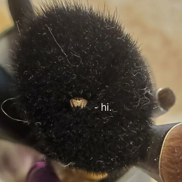 I Found A Jumping Spider In A Makeup Brush Today