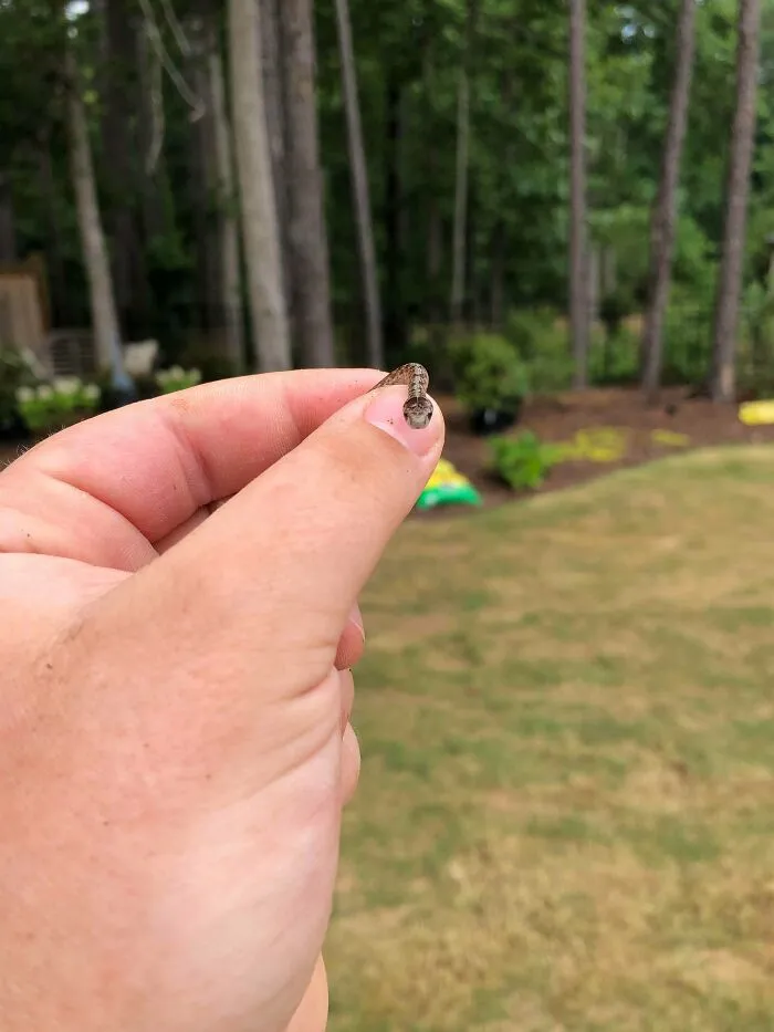 A small snake, known as a danger noodle, is held gently between fingers, set against a forest backdrop.