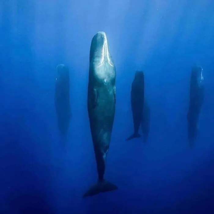 When Sperm Whales Need A Nap, They Take A Deep Breath, Dive Down About 45 Feet And Arrange Themselves Into Perfectly-Level, Vertical Patterns. They Sleep Sound And Still For Up To Two Hours At A Time Between Breaths, In Pods Of 5 Or 6 Whales, Presumably For Protection