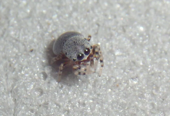 La araña cachorro centroamericana mide solo 2 mm
