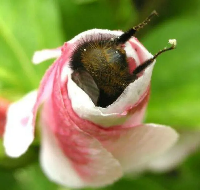 A Bumblebees Butt And Lil Legs Hanging Out Of A Flower