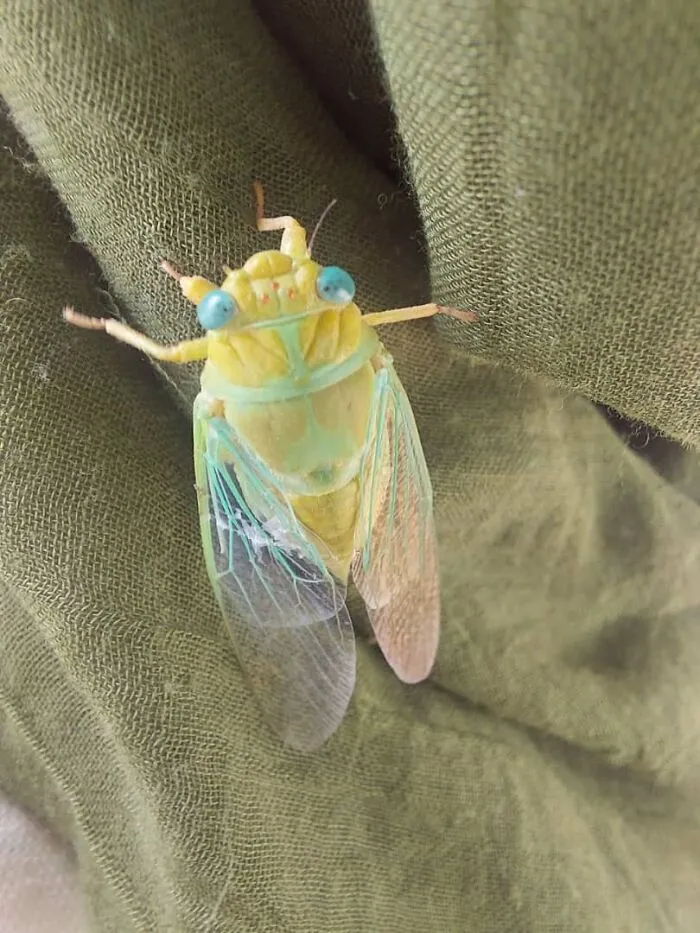 Found This Guy In Iran