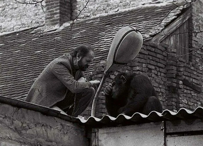 Negociación entre el director del zoológico y un chimpancé fugitivo. Belgrado, Yugoslavia, 1988