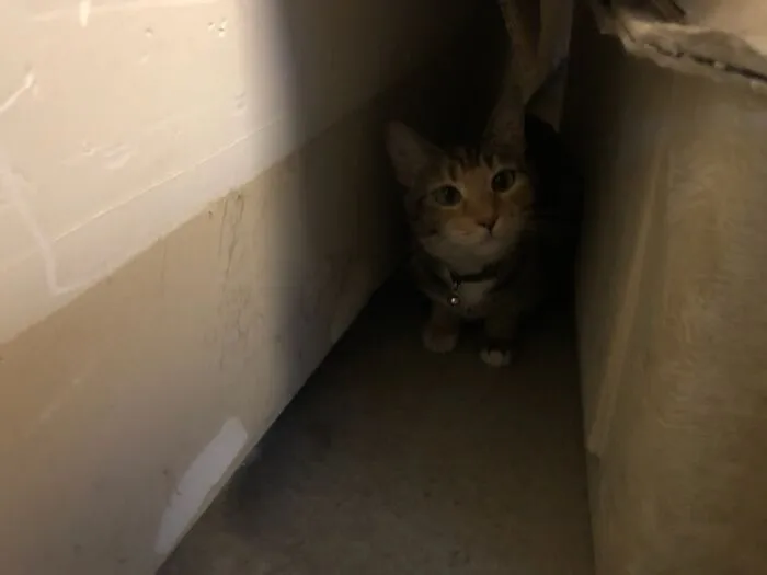 My Sisters Cat Eclipse