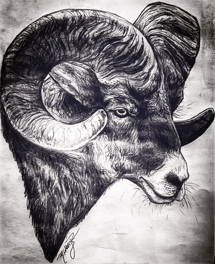 Bighorn Sheep