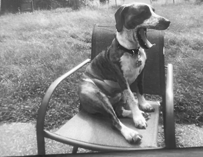 Murphy Alexander Stole My Patio Chair And Then Laughed About It