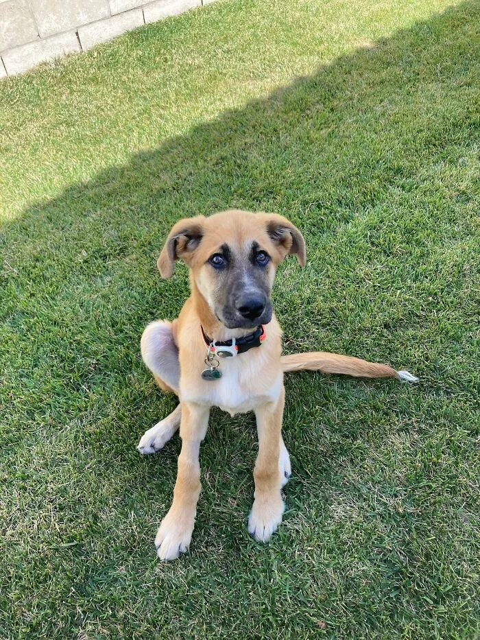 Stilgar. 4 Months Old And Battling Distemper. Protecc At All Costs