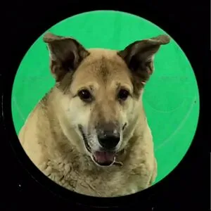 Hunny the Dog