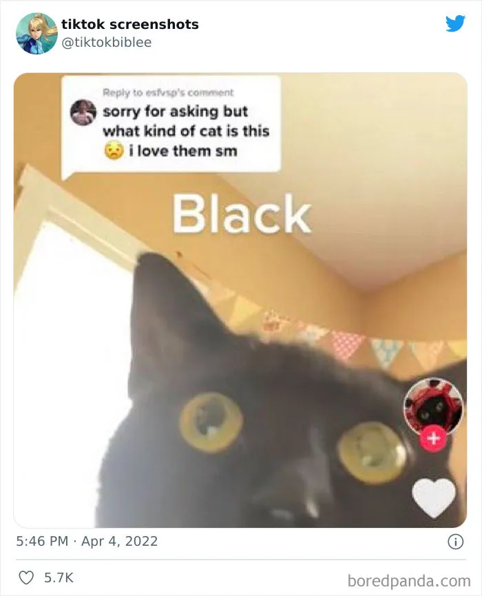 Twitter Account Shares 30 Screenshots That Prove Just How Weird TikTok Can Be