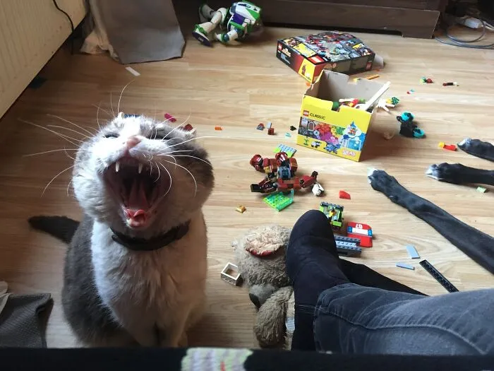 My Cat Mouse Stepped On A LEGO!