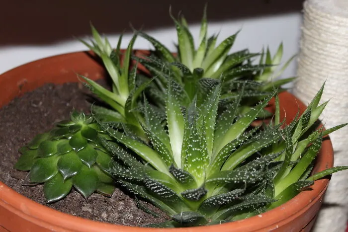 And My Succulents From Last Year.