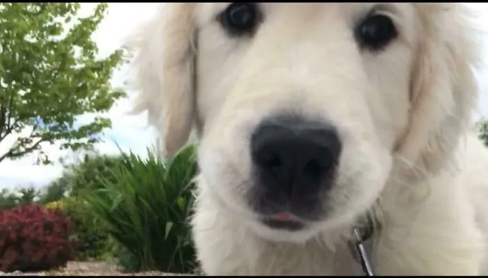 Please Love Me Hooman