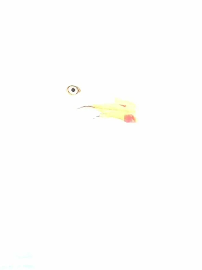 Gaviota sobreexpuesta, ¿es esto arte?