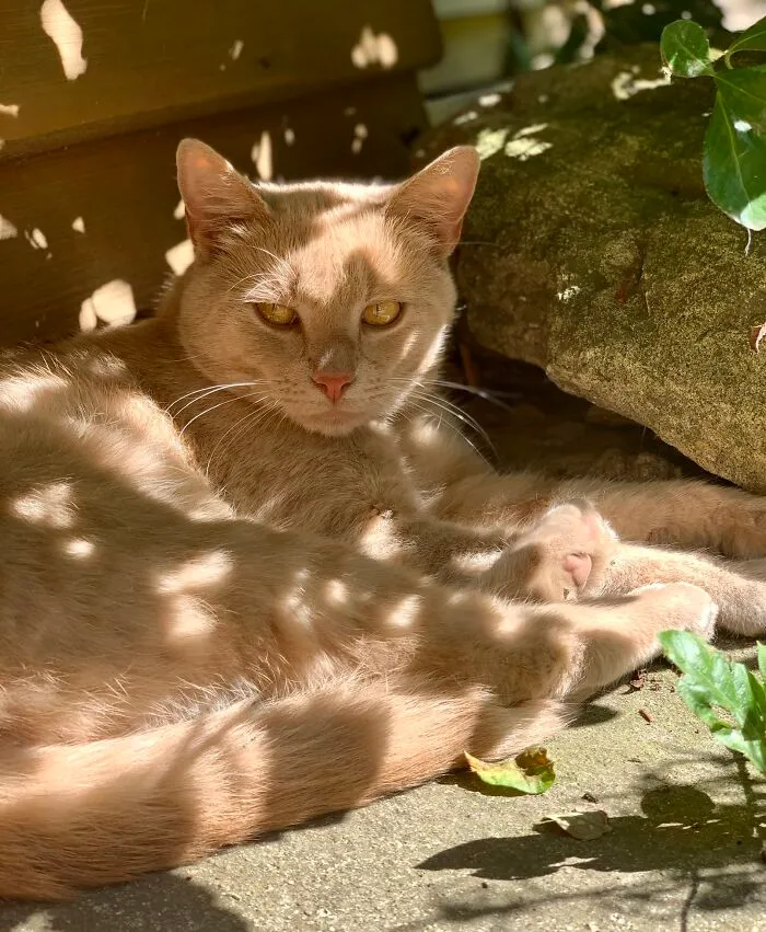 Siesta