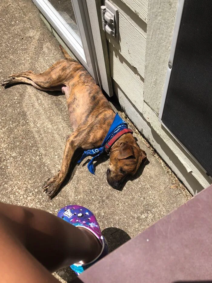 My Dog Nacho
