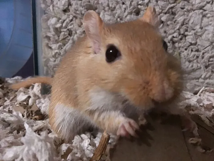 Gerb His Name Is Ron