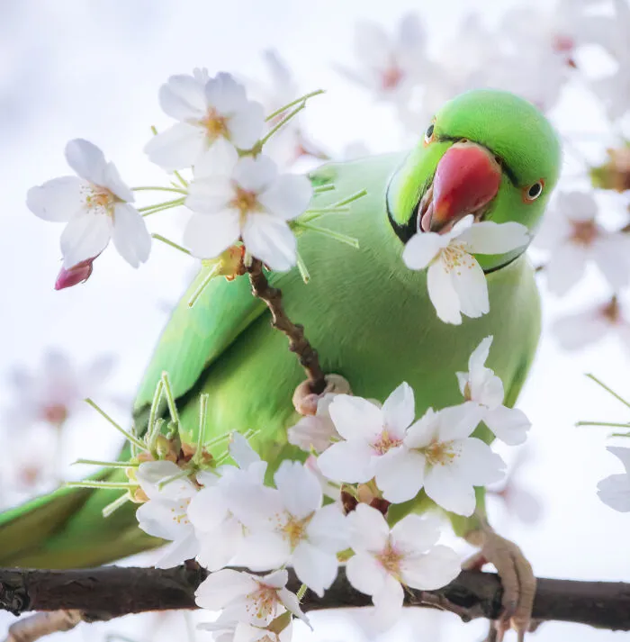 23 Reasons Why You Should Visit London During Spring