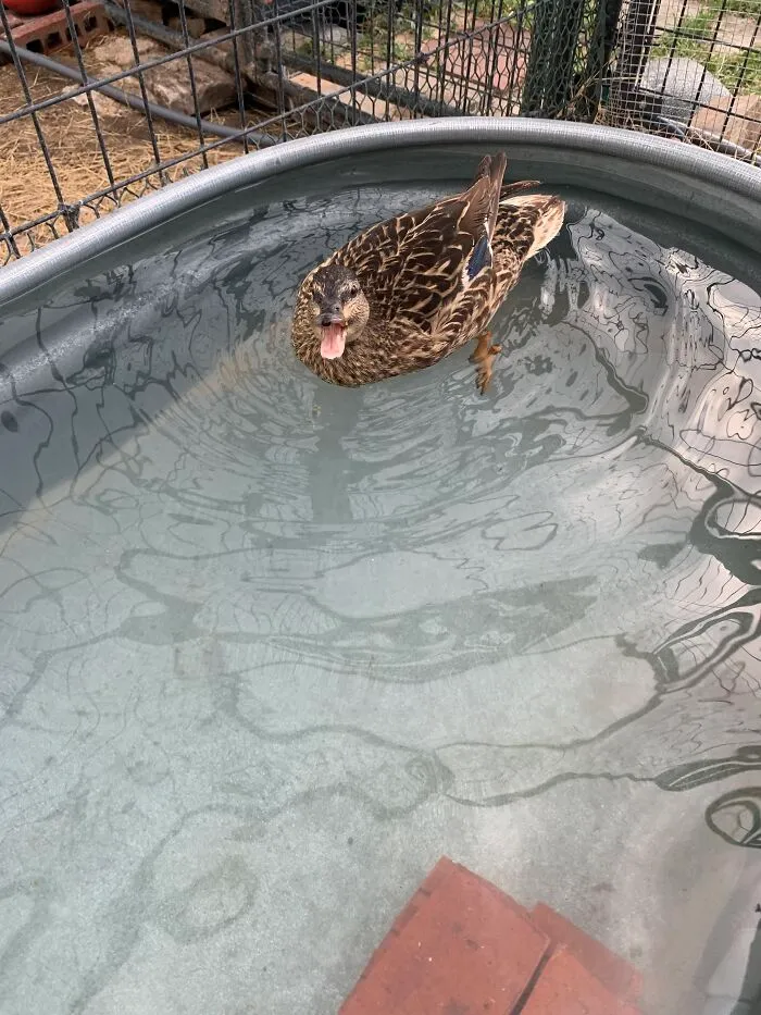 She Wouldn’t Stop Squawking
