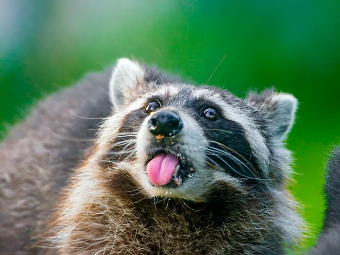 Do Not Approach Raccoons