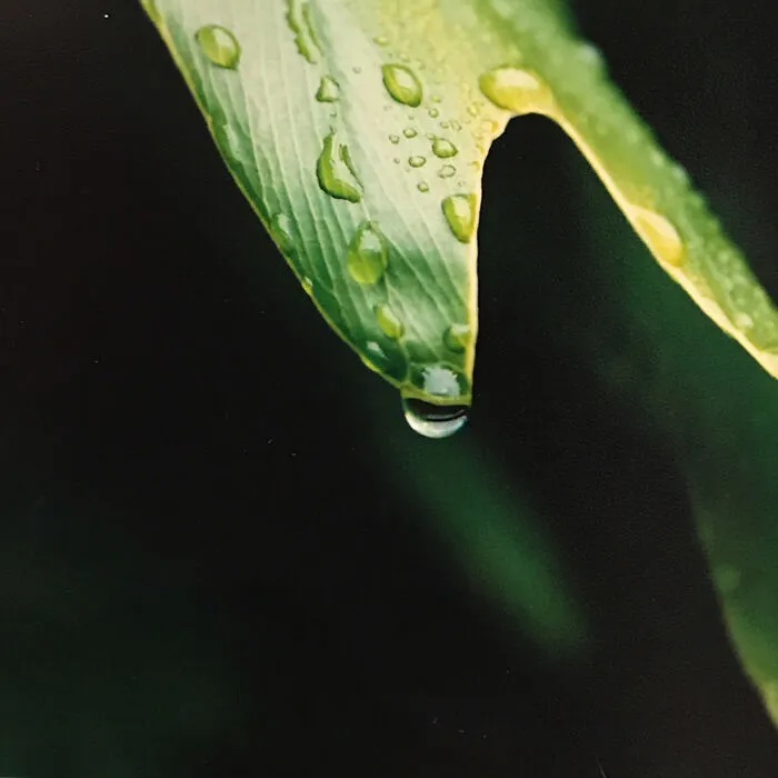 After The Storm…taken In My Front Yard In San Diego, Ca