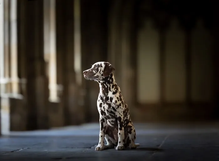 I Created Dog Pictures With A Harry Potter Theme (10 Pics)