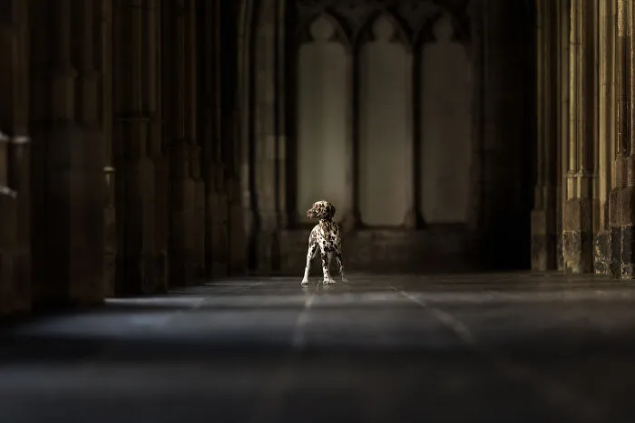 I Created Dog Pictures With A Harry Potter Theme (10 Pics)