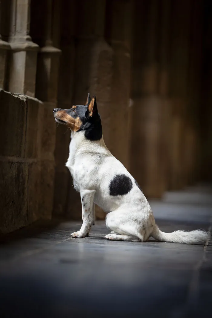 I Created Dog Pictures With A Harry Potter Theme (10 Pics)