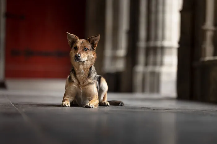 I Created Dog Pictures With A Harry Potter Theme (10 Pics)