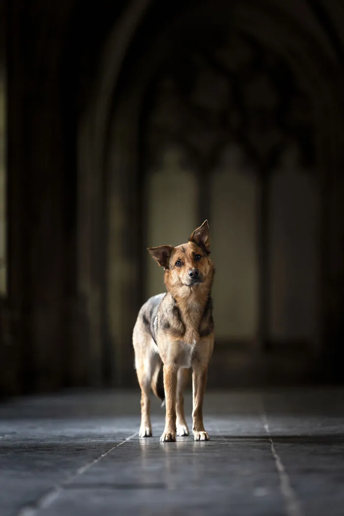 I Created Dog Pictures With A Harry Potter Theme (10 Pics)
