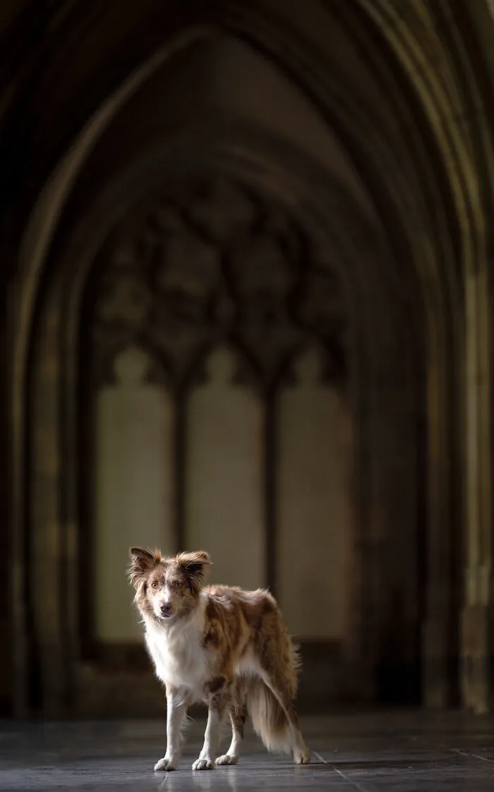 I Created Dog Pictures With A Harry Potter Theme (10 Pics)