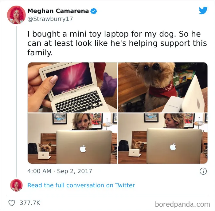 50 Hilariously Spot-On Tweets About Life With Cats And Dogs