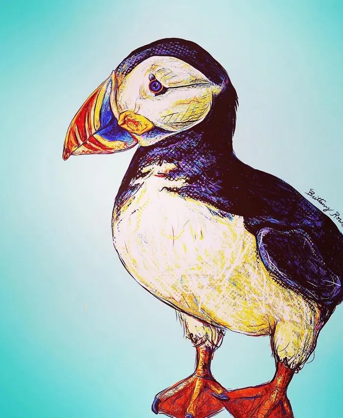 Puffin