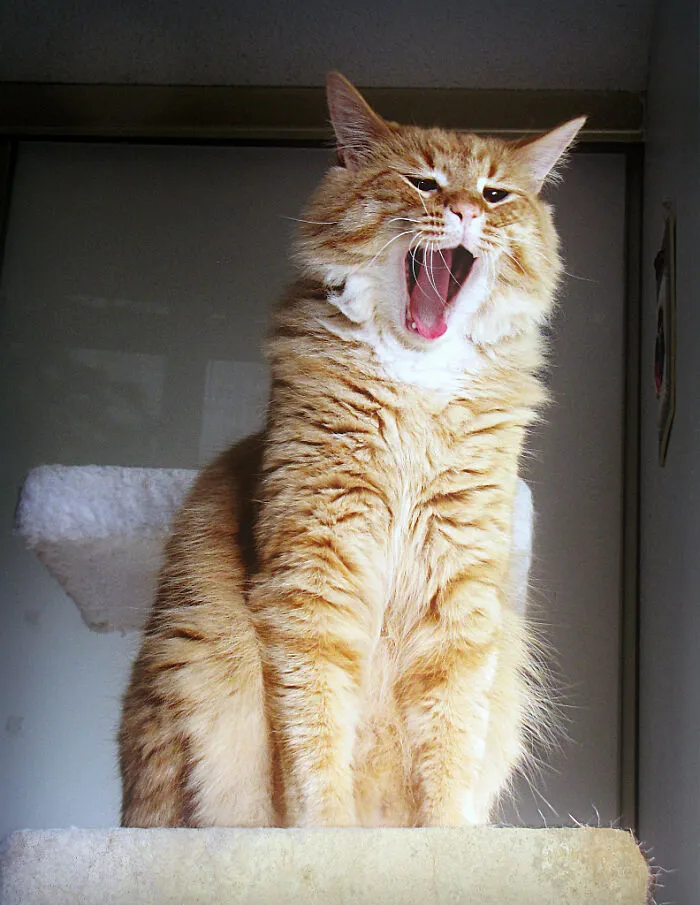 Feline Dion