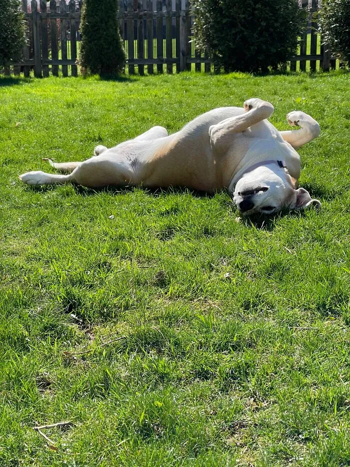 Darla Will Be 10 Next Month And Has Terminal Cancer. Sunning Her Belly Is One Of Her Favorite Things To Do In Life.