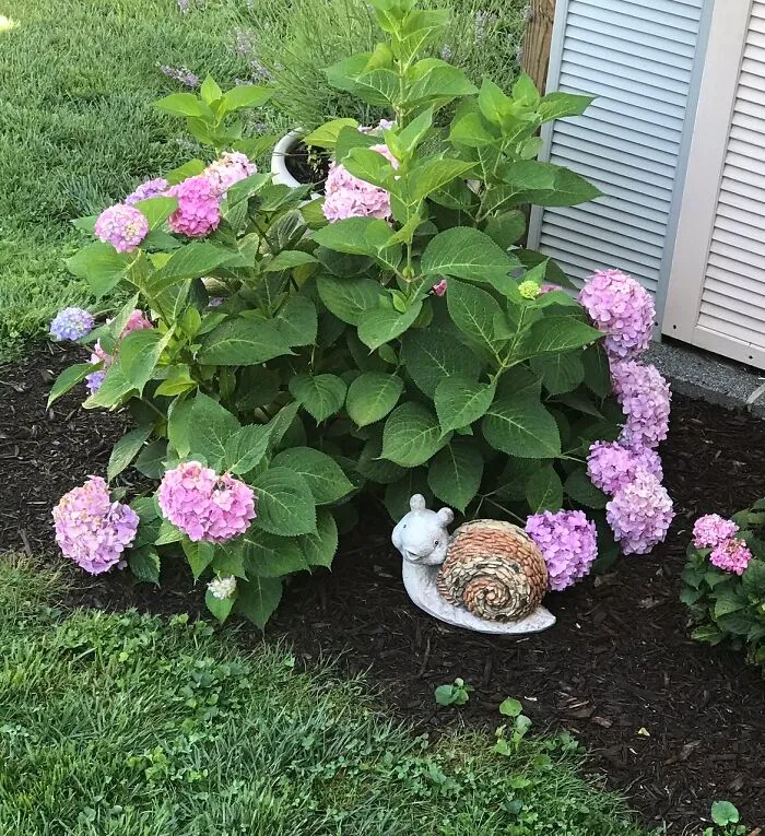 Hydrangeas Are Amazing