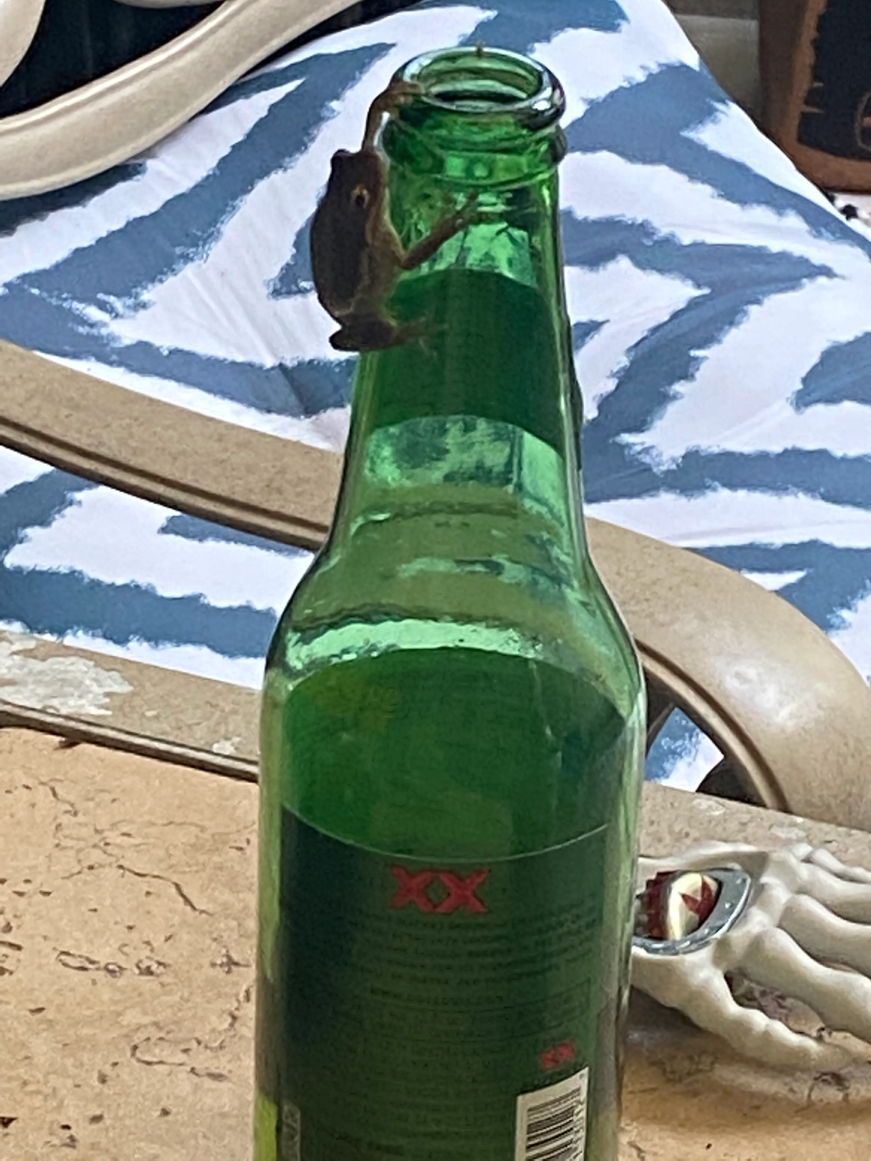 A Drink With Mother Nature Or Mr.toads Wild Ride.