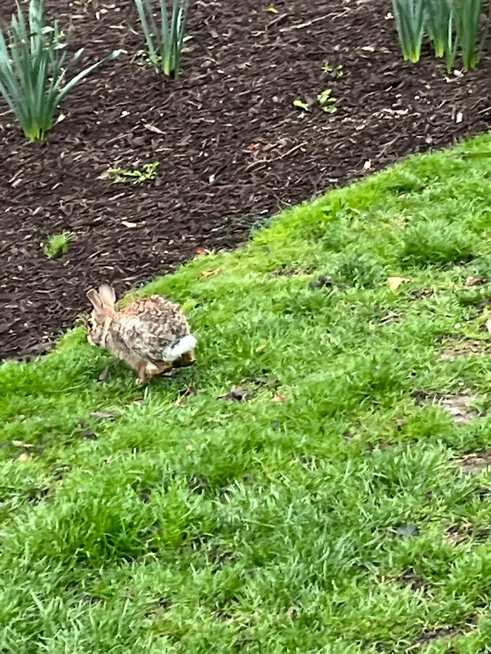 Face Plant