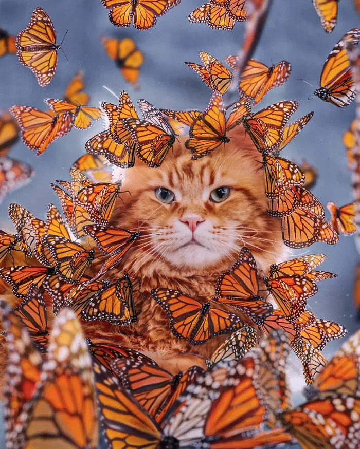 I Went To The Monarch Butterfly Biosphere Reserve In Mexico, And Here Are 23 Pictures I Took