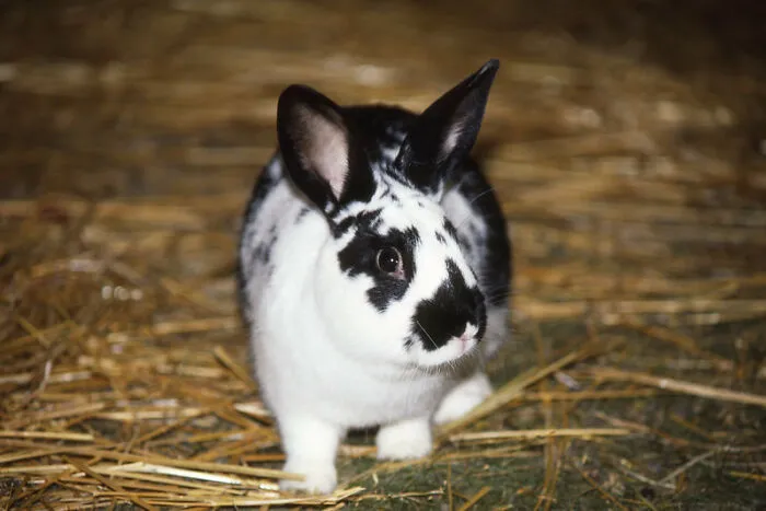 Oreo