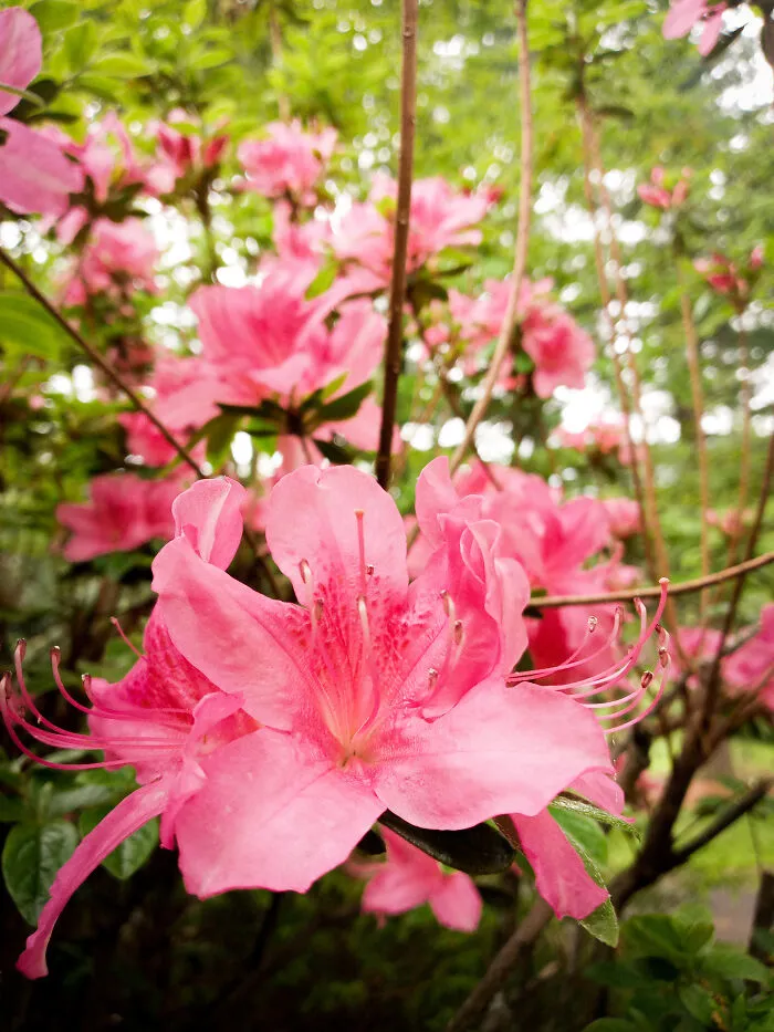 Beautiful Azalea Flowers