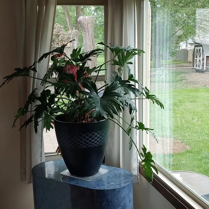 My Plant I've Owned Since 1985.  And His Solar Flamingo.