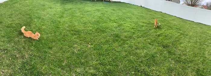 I Took A Pano Of Our Yard To Show My Mom That We Cleaned It And I Also Got These Cuties