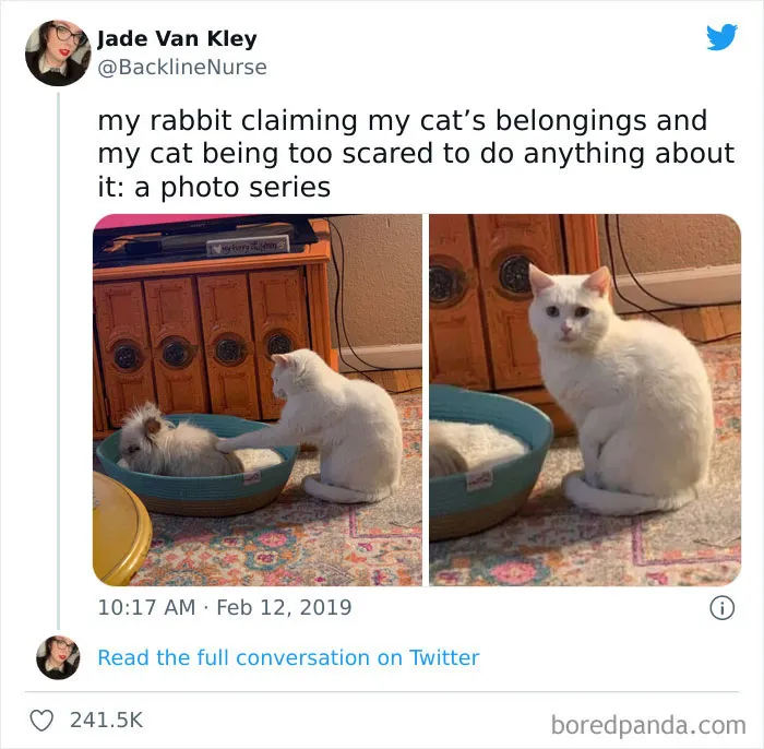 50 Hilariously Spot-On Tweets About Life With Cats And Dogs